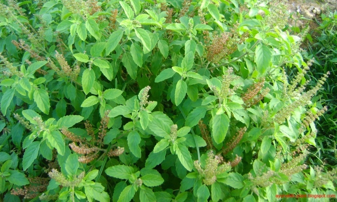 Tulsi Cultivation – How To Start a Tulsi Farming Business?